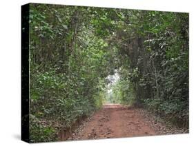 Track through dense tropical rainforest, Bobiri Butterfly Reserve, Ashanti Region, Ghana-Neil Bowman-Stretched Canvas