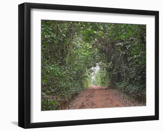 Track through dense tropical rainforest, Bobiri Butterfly Reserve, Ashanti Region, Ghana-Neil Bowman-Framed Photographic Print