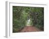 Track through dense tropical rainforest, Bobiri Butterfly Reserve, Ashanti Region, Ghana-Neil Bowman-Framed Photographic Print