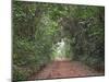 Track through dense tropical rainforest, Bobiri Butterfly Reserve, Ashanti Region, Ghana-Neil Bowman-Mounted Photographic Print