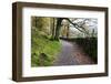 Track Through Woodland Near Grange, Borrowdale, Lake District National Park, Cumbria, England, UK-Mark Sunderland-Framed Photographic Print