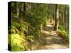 Track to Kondalilla Falls, Kondalilla National Park, Sunshine Coast, Queensland, Australia-David Wall-Stretched Canvas