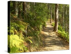 Track to Kondalilla Falls, Kondalilla National Park, Sunshine Coast, Queensland, Australia-David Wall-Stretched Canvas