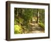 Track to Kondalilla Falls, Kondalilla National Park, Sunshine Coast, Queensland, Australia-David Wall-Framed Photographic Print