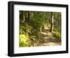 Track to Kondalilla Falls, Kondalilla National Park, Sunshine Coast, Queensland, Australia-David Wall-Framed Photographic Print