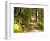 Track to Kondalilla Falls, Kondalilla National Park, Sunshine Coast, Queensland, Australia-David Wall-Framed Photographic Print