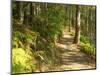 Track to Kondalilla Falls, Kondalilla National Park, Sunshine Coast, Queensland, Australia-David Wall-Mounted Photographic Print