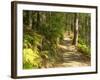 Track to Kondalilla Falls, Kondalilla National Park, Sunshine Coast, Queensland, Australia-David Wall-Framed Photographic Print