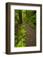 Track to Mangapohue Natural Bridge, Waitomo District, Waikato, North Island, New Zealand-David Wall-Framed Photographic Print