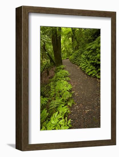 Track to Mangapohue Natural Bridge, Waitomo District, Waikato, North Island, New Zealand-David Wall-Framed Photographic Print