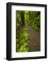 Track to Mangapohue Natural Bridge, Waitomo District, Waikato, North Island, New Zealand-David Wall-Framed Photographic Print