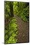 Track to Mangapohue Natural Bridge, Waitomo District, Waikato, North Island, New Zealand-David Wall-Mounted Photographic Print