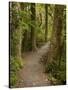 Track to Purakaunui Falls, Catlins, South Otago, South Island, New Zealand-David Wall-Stretched Canvas