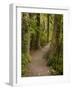 Track to Purakaunui Falls, Catlins, South Otago, South Island, New Zealand-David Wall-Framed Photographic Print