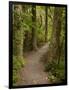 Track to Purakaunui Falls, Catlins, South Otago, South Island, New Zealand-David Wall-Framed Photographic Print