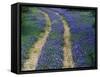 Tracks in Bluebonnets, near Marble Falls, Texas, USA-Darrell Gulin-Framed Stretched Canvas