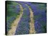 Tracks in Bluebonnets, near Marble Falls, Texas, USA-Darrell Gulin-Stretched Canvas
