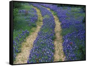 Tracks in Bluebonnets, near Marble Falls, Texas, USA-Darrell Gulin-Framed Stretched Canvas