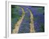 Tracks in Bluebonnets, near Marble Falls, Texas, USA-Darrell Gulin-Framed Photographic Print