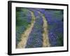 Tracks in Bluebonnets, near Marble Falls, Texas, USA-Darrell Gulin-Framed Photographic Print