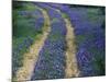 Tracks in Bluebonnets, near Marble Falls, Texas, USA-Darrell Gulin-Mounted Photographic Print