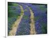 Tracks in Bluebonnets, near Marble Falls, Texas, USA-Darrell Gulin-Framed Photographic Print
