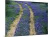 Tracks in Bluebonnets, near Marble Falls, Texas, USA-Darrell Gulin-Mounted Photographic Print