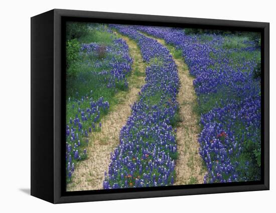 Tracks in Bluebonnets, near Marble Falls, Texas, USA-Darrell Gulin-Framed Stretched Canvas