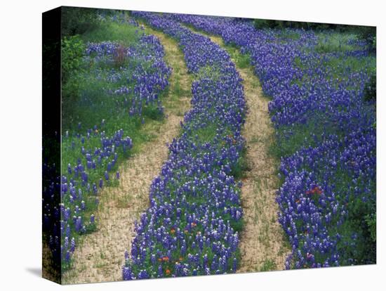 Tracks in Bluebonnets, near Marble Falls, Texas, USA-Darrell Gulin-Stretched Canvas