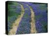 Tracks in Bluebonnets, near Marble Falls, Texas, USA-Darrell Gulin-Stretched Canvas