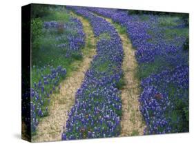 Tracks in Bluebonnets, near Marble Falls, Texas, USA-Darrell Gulin-Stretched Canvas