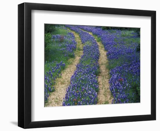 Tracks in Bluebonnets, near Marble Falls, Texas, USA-Darrell Gulin-Framed Photographic Print