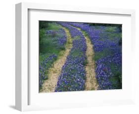 Tracks in Bluebonnets, near Marble Falls, Texas, USA-Darrell Gulin-Framed Photographic Print