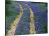 Tracks in Bluebonnets, near Marble Falls, Texas, USA-Darrell Gulin-Stretched Canvas