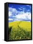 Tracks in Field of Canola, Whitman County, Washington, USA-Julie Eggers-Framed Stretched Canvas