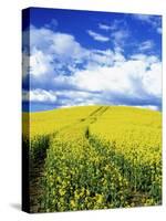 Tracks in Field of Canola, Whitman County, Washington, USA-Julie Eggers-Stretched Canvas