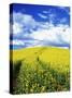 Tracks in Field of Canola, Whitman County, Washington, USA-Julie Eggers-Stretched Canvas