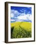 Tracks in Field of Canola, Whitman County, Washington, USA-Julie Eggers-Framed Photographic Print