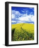 Tracks in Field of Canola, Whitman County, Washington, USA-Julie Eggers-Framed Photographic Print