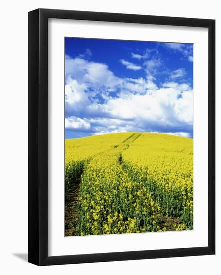 Tracks in Field of Canola, Whitman County, Washington, USA-Julie Eggers-Framed Photographic Print