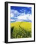 Tracks in Field of Canola, Whitman County, Washington, USA-Julie Eggers-Framed Photographic Print