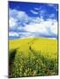 Tracks in Field of Canola, Whitman County, Washington, USA-Julie Eggers-Mounted Photographic Print