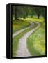 Tracks in Field of Coreopsis Wildflowers Near Brenham, Texas, USA-Darrell Gulin-Framed Stretched Canvas