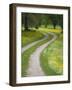 Tracks in Field of Coreopsis Wildflowers Near Brenham, Texas, USA-Darrell Gulin-Framed Photographic Print