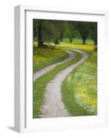 Tracks in Field of Coreopsis Wildflowers Near Brenham, Texas, USA-Darrell Gulin-Framed Photographic Print