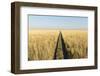 Tracks in Grass, Nxai Pan National Park, Botswana-Paul Souders-Framed Photographic Print