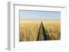 Tracks in Grass, Nxai Pan National Park, Botswana-Paul Souders-Framed Photographic Print