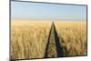 Tracks in Grass, Nxai Pan National Park, Botswana-Paul Souders-Mounted Photographic Print