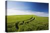 Tracks Leading Through Wheat Field-Terry Eggers-Stretched Canvas