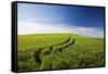 Tracks Leading Through Wheat Field-Terry Eggers-Framed Stretched Canvas